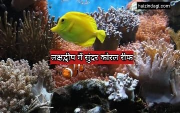 Lakshadweep: क्या होते हैं कोरल रीफ (coral reefs)जिससे लक्ष्यद्वीप Lakshadweep इतना खूबसूरत बना है।